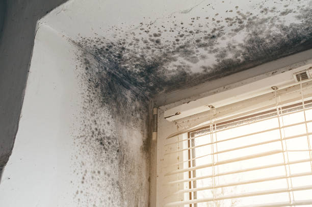 Affordable Attic Mold Remediation solutions in Callao, VA