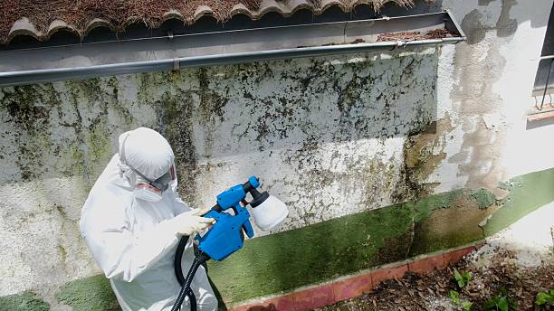 Top rated local Attic Mold Remediation specialists in Callao, VA